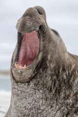 Southern Elephant Seal mature bull aggression