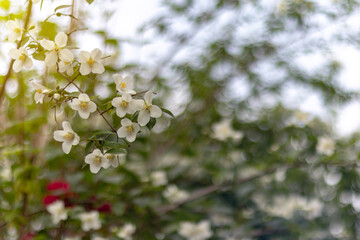 Jasmine spring flowers. Close up of jasmine flowers in a garden