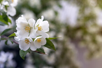 Fototapeta na wymiar Jasmine spring flowers. Close up of jasmine flowers in a garden