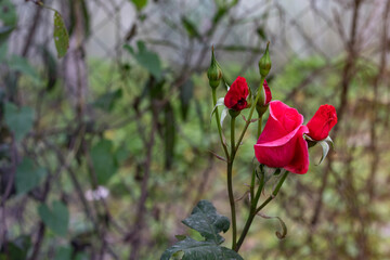 Coral rose flower in roses garden. Top view. Soft focus. Pink rose bud garden