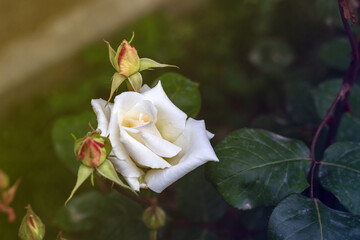 flowering bush of a rose blooming in white flowers. buds of roses were blooming on a bush in a garden.