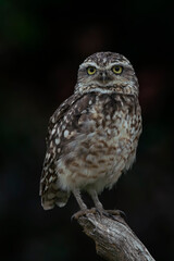Cute Burrowing owl (Athene cunicularia) sitting on a branch. at dusk. Burrowing Owl alert on post. Dark background. 