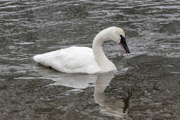 Trumpeter Swan adult