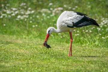 White Stork (Ciconia ciconia) has caught a mole en plays with it before eating it. Summer meadow. Noord Brabant the Netherlands, Europe. National bird of Germany and Belarus.