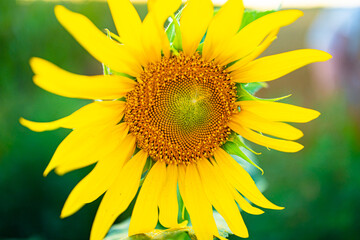 sunflower on a green background