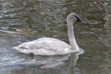 Trumpeter Swan cygnet