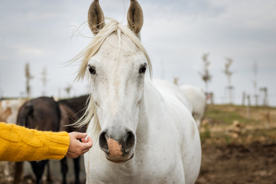 White horse coming for caress from female hand 