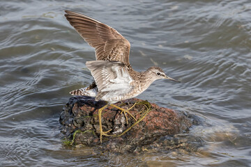 Wood Sandpiper landing