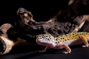Gekko