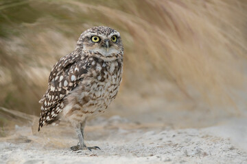 Burrowing owl (Athene cunicularia) on the ground in front of their burrow and grass. 