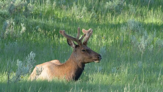 Young male bull elk with velvet covered antlers sits calmly in the high grass of a mountain meadow.