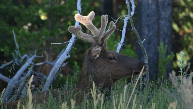 Bull elk with velvet covered antlers sits calmly in the high grass of Yellowstone National Park.