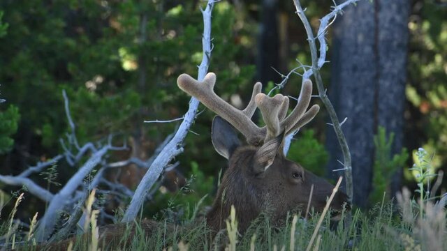 Young bull elk growing velvet covered antlers rests in the lush grass on the mountains.