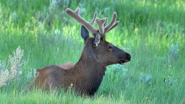 Young bull elk growing velvet covered antlers rests in green grass in summer.