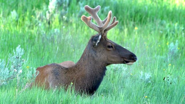 Young bull elk growing velvet covered antlers rests in shade at Yellowstone National Park. Antlers are the fastest growing animal tissue on earth.