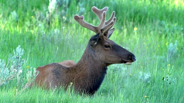 Young bull elk growing velvet covered antlers rests in shade at Yellowstone National Park.