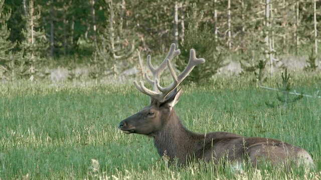 Bull elk with large, velvet covered antlers rests in lush grass in summer.