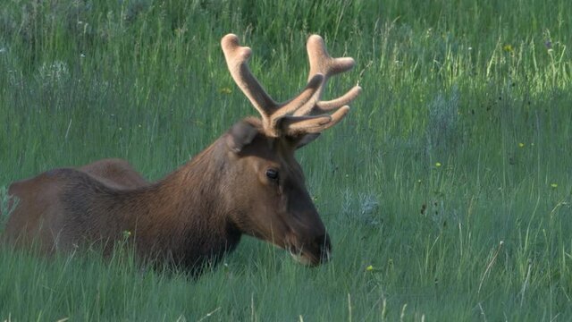Sunshine lights up a young bull elk's new velvet covered antlers in summer.