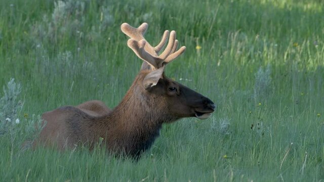 Sunshine lights up a bull elk's velvet covered antlers in summer.
