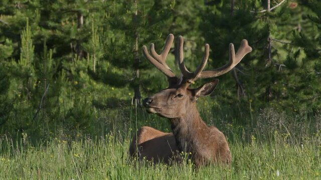 Huge bull elk growing large, velvet covered antlers rests in lush grass in summer.