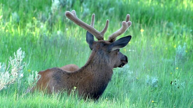 Young bull elk with velvet covered antlers rests in lush grass in summer.