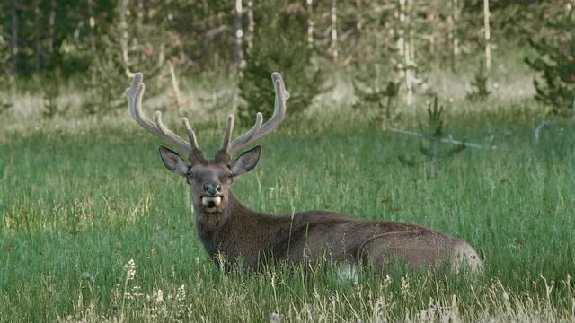 Bull elk growing large, velvet covered antlers rests in lush grass in summer.