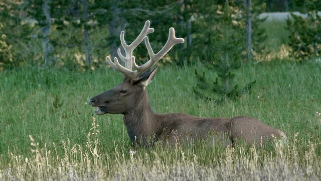 Big bull elk growing large, velvet covered antlers rests in lush, green grass in summer.