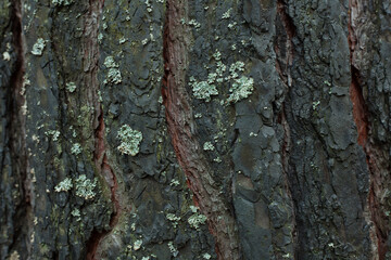 Seared pine trunk after fire moss