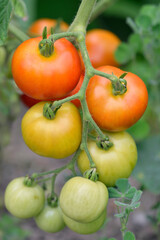 Tomaten aus eigenem Garten