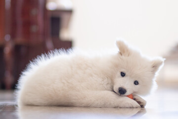 white samoyed puppy playing with ball