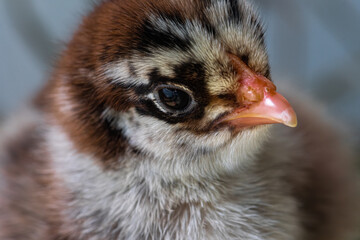 Young Dark Brahma Chicken (Gallus gallus)
