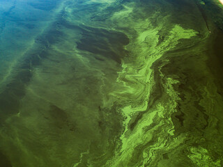 Green water in the Dnieper river on a hot summer day, blooming algae in the water. Clear texture of...