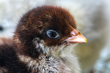 Young Dark Brahma Chicken (Gallus gallus)