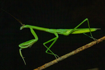 New England Nature by Constantine - Praying Mantis