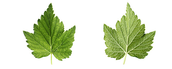 Close up black currant leaf isolated on a white background.