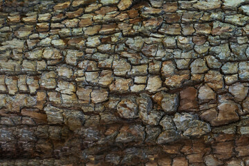 Wooden cracked tree trank as natural background. Detailed botanical layout