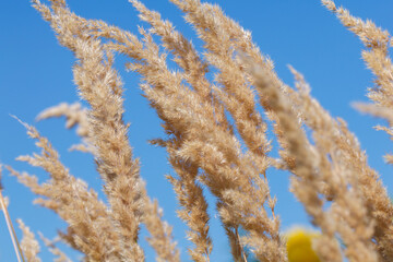 Common reed, dry reed against blue sky, phragmites. Close-up