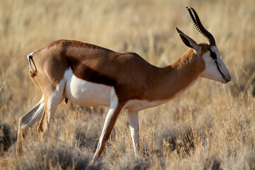 Springbok in profile on the savannah