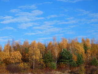 Autumn landscape: Mixed coniferous forest with colorful trees under blue sky, Gdansk, Poland