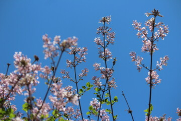blossoming apple tree