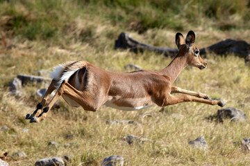 Impala leaping, Etosha National Park, Namibia, Africa