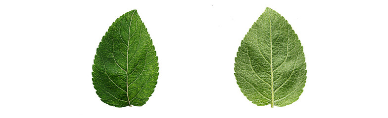 Close up apple leaf isolated on a white background.