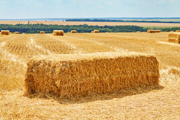 Fototapeta premium straw hay bales on a field. blue sky background with fluffy clouds. rural landscape. harvesting concept.