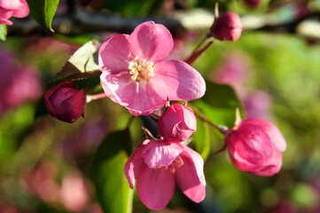 Obraz premium Rajskie jabłko