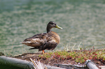 duck in the water