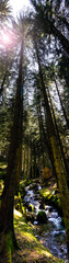 Tall trees in a dark green forest