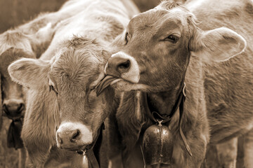 Kühe - Kälber - lustig - bussi - Zunge - sepia