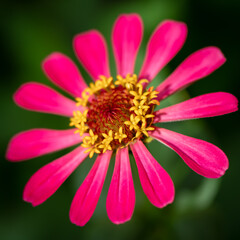 Obraz premium Close up of pink, yellow Creeping Zinnia