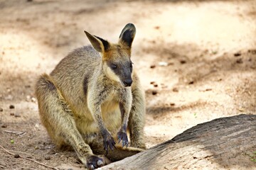 sitzendes Wallaby