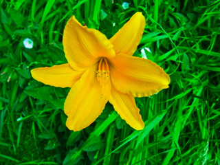 Yellow lily on a background of greenery.